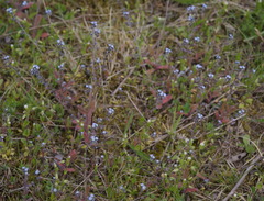 Myosotis ramosissima