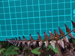 Dryopteris erythrosora