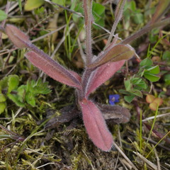 Myosotis ramosissima