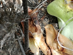 Holothrix schlechteriana