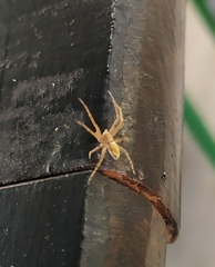 Araneae