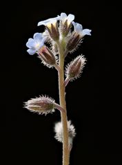 Myosotis ramosissima