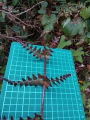 Dryopteris erythrosora