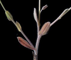 Myosotis ramosissima