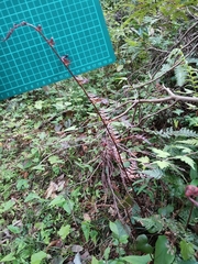 Dryopteris erythrosora