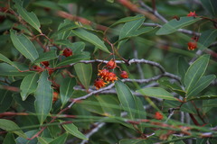 Pterocelastrus rostratus