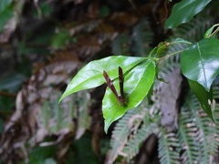 Abisara