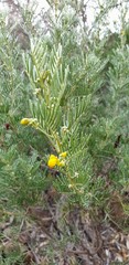 Senna artemisioides artemisioides