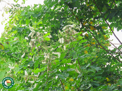 Mimosa caesalpiniifolia