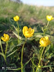 Ranunculus pedatus