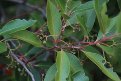 Pterocelastrus rostratus