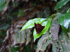 Abisara