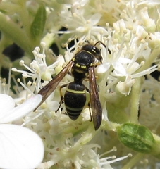 Ancistrocerus catskill