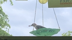 Melanerpes carolinus