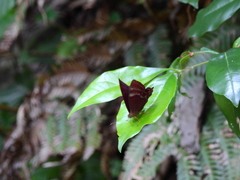 Abisara