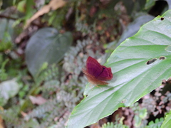 Abisara