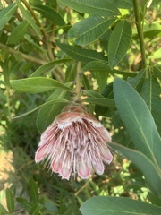 Protea lacticolor
