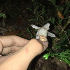 Monotropastrum humile glaberrimum