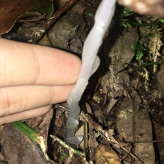 Monotropastrum humile glaberrimum