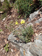 Alyssoides utriculata