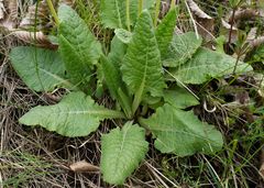 Primula veris