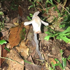 Monotropastrum humile glaberrimum