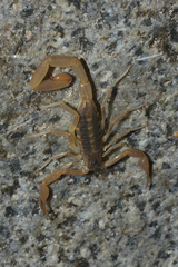 Centruroides suffusus