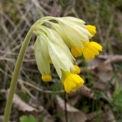 Primula veris