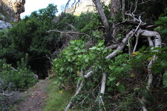 Pelargonium papilionaceum