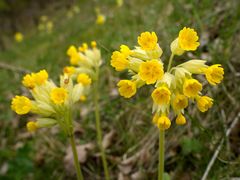 Primula veris