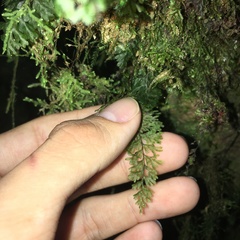 Hymenophyllum polyanthon