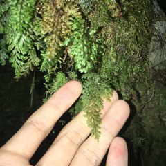 Hymenophyllum polyanthon