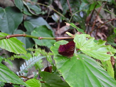 Abisara