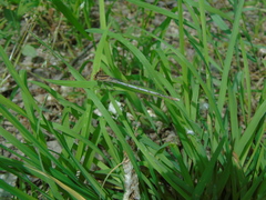 Platycnemis pennipes