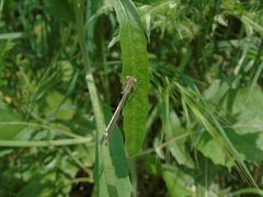 Platycnemis pennipes