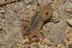 Centruroides suffusus