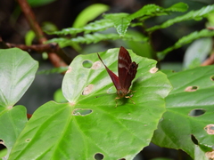 Abisara