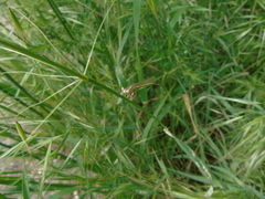 Platycnemis pennipes