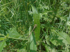 Platycnemis pennipes