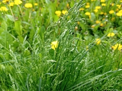Poa