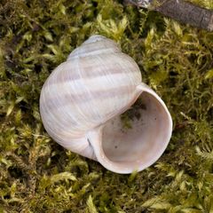 Helix pomatia