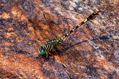 Paragomphus lineatus