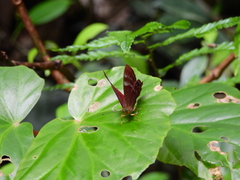 Abisara