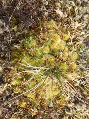 Sphagnum molle