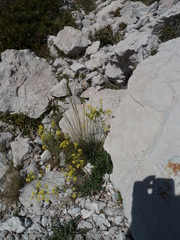 Biscutella laevigata