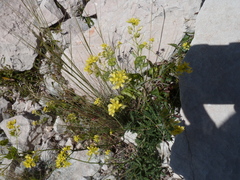 Biscutella laevigata