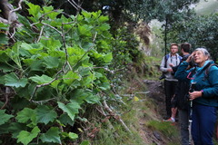 Pelargonium papilionaceum