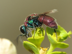 Chrysis pulchella