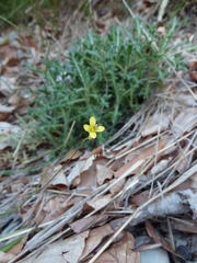 Biscutella laevigata