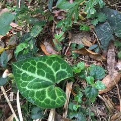 Asarum albomaculatum